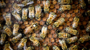 Abeilles et pesticides: la science face au retour possible des néonicotinoïdes 