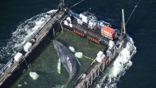 La baleine qui avait &eacute;t&eacute; secourue en Allemagne finalement retrouv&eacute;e morte au Danemark