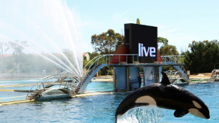 L'avenir des orques du Marineland d'Antibes, un casse-tête pour le gouvernement