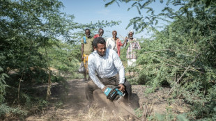 Ethiopia's invasive prosopis tree chokes livelihoods and land