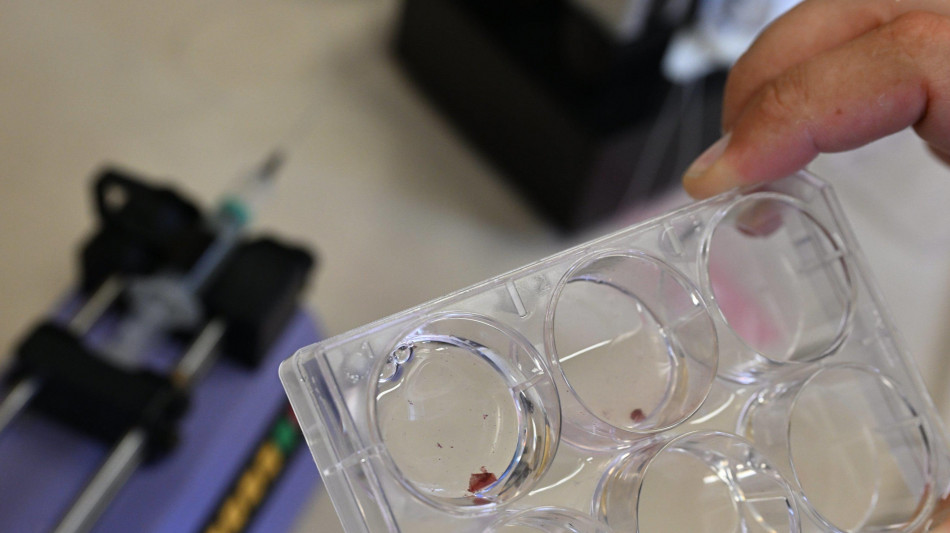 Carne coltivata meno costosa con le cellule che sfidano il tempo