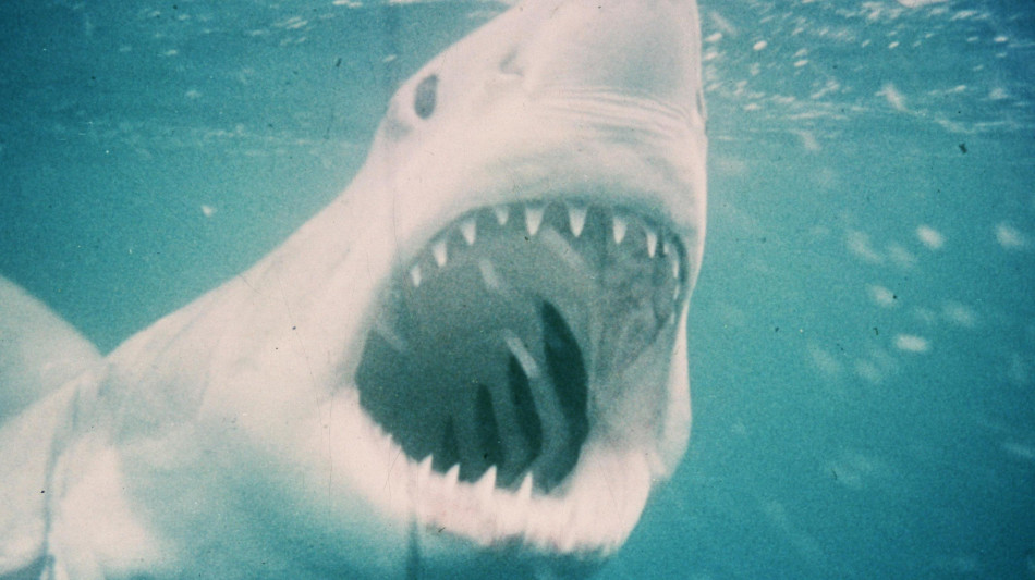 Lo Squalo torna in sala e domina il box office Usa, dopo Weapons