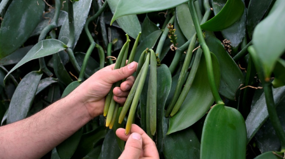 En Bretagne, la vanille fleurit dans d'anciennes serres à tomates