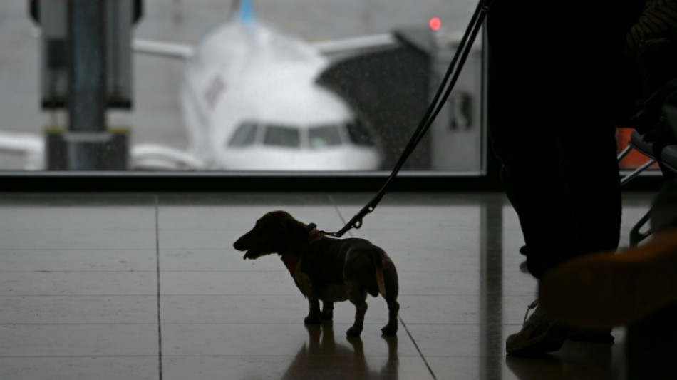 Un perro tiene el mismo valor que una maleta facturada en un vuelo, estima la justicia europea 