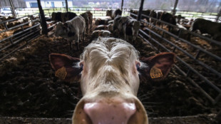 French farmers suffer arid crops, heat-stricken animals