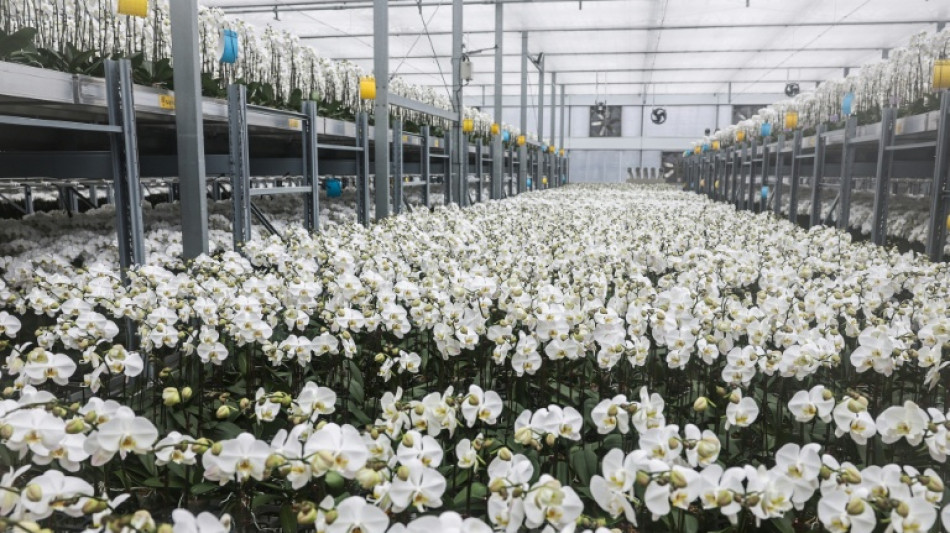 Cultivadores de orquídeas de Taiwán resisten mientras los aranceles de EEUU se disparan