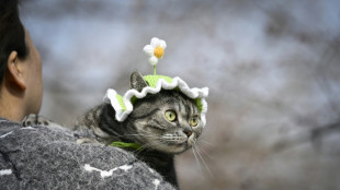 Streaming channel for pets launched in China