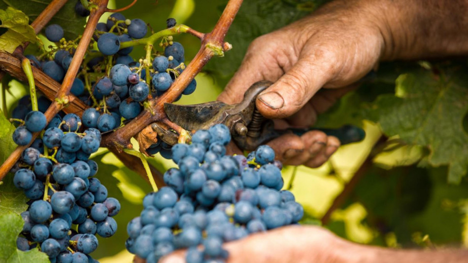 Vendemmia di qualità ma produzione a più velocità, al Sud +20%
