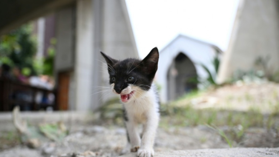 Venezuelans search for animal companions lost in the quakes