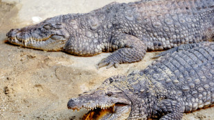 Scoperte uova di antichi coccodrilli che salivano sugli alberi