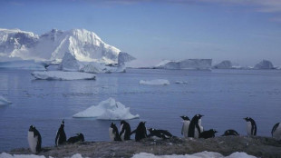 I pinguini anticipano la stagione riproduttiva per il cambiamento climatico