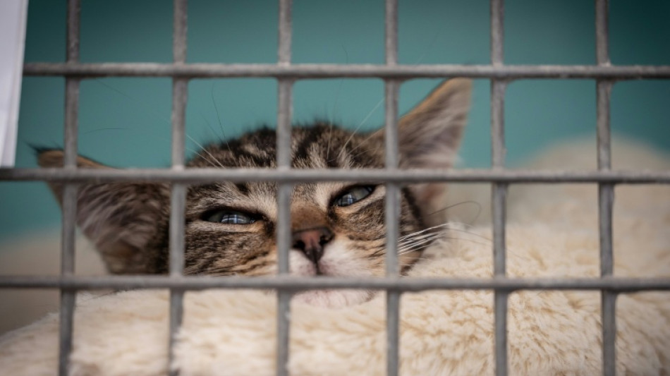 Les animaux, des victimes aussi reconnues par la justice