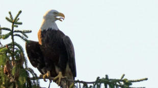 La administración de Trump propone redefinir el "daño" respecto a las especies en peligro