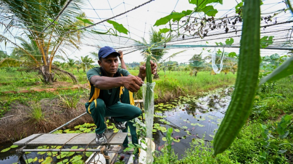 Sri Lanka: la difficile reconquête des terres agricoles polluées par le sel de mer