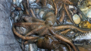 Le spectaculaire retour du poulpe, nouvelle manne des p&ecirc;cheurs bretons