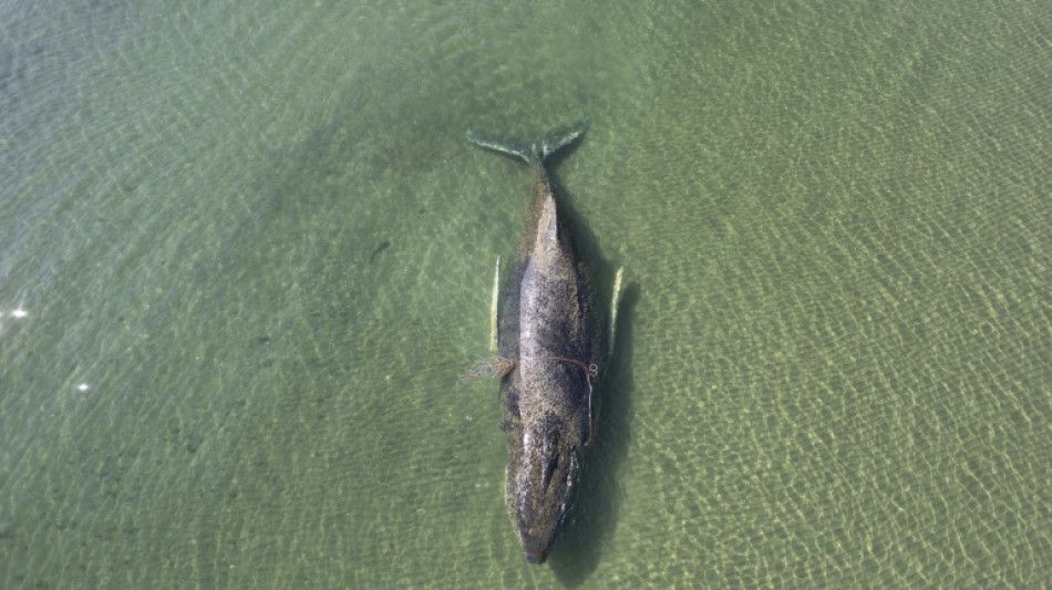 Beached whale frees itself from German coast