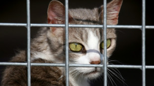 Hunde und Katzen: EU-Parlament beschlie&szlig;t Chip-Pflicht gegen illegalen Handel