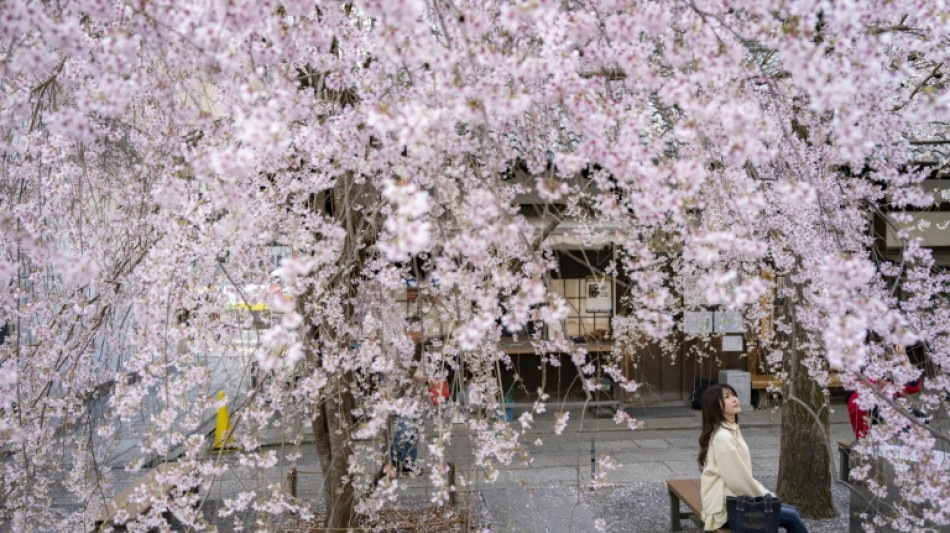 Japan's cherry blossom season dazzles locals and tourists