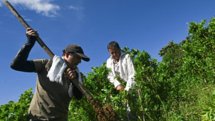 Payer l'arrachage des plants de coca: le pari de la Colombie contre le narcotrafic