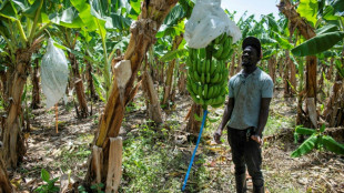 L'expulsion des Haïtiens, coup dur pour l'économie de la République dominicaine