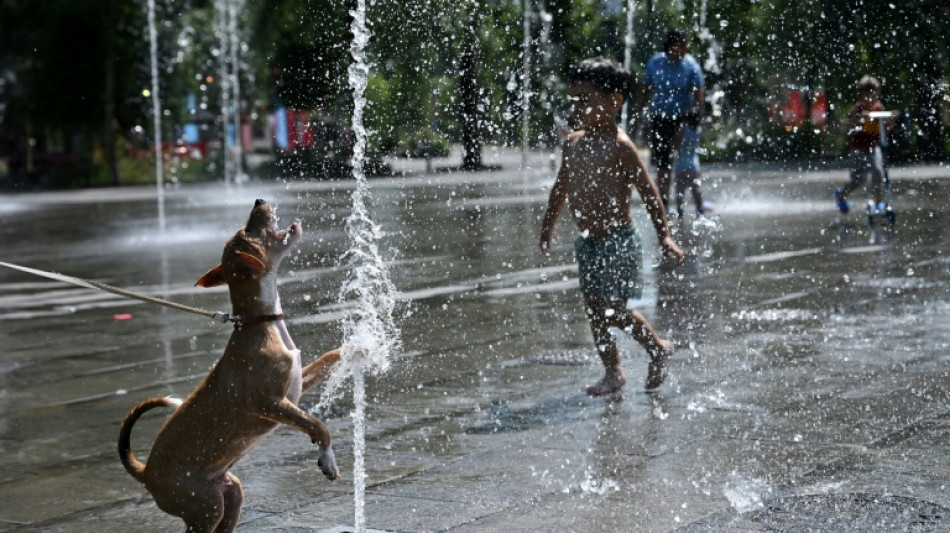 La canicule, un ennemi sournois pour les chiens et les chats