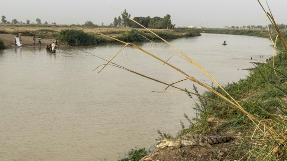 "Les oiseaux ne viennent plus": le nord du Nigeria face à la perte de biodiversité