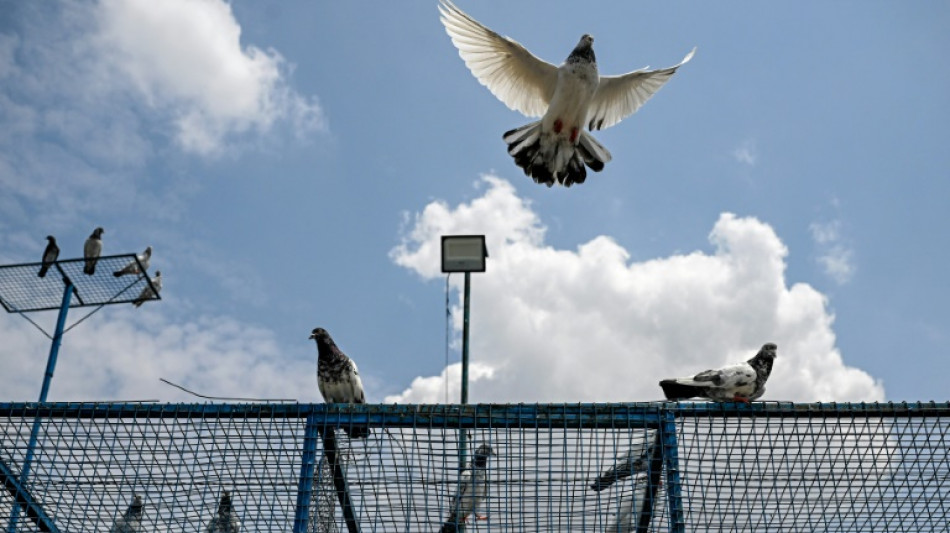 A la frontière indo-pakistanaise, la bataille du chapardage des pigeons