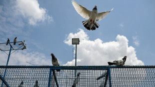 A la frontière indo-pakistanaise, la bataille du chapardage des pigeons