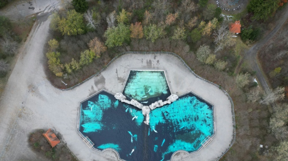 Marineland Canad&aacute; pide permiso para vender 30 belugas a EEUU