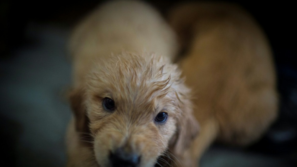 Abgemagert und ohne Futter: Illegaler Welpenhandel bei Freiburg gestoppt