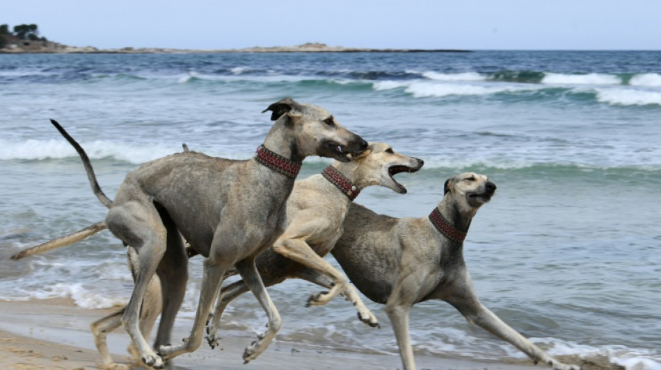 Tunisianos lutam para salvar sloughi, raça de cachorro ancestral 'ameaçada'