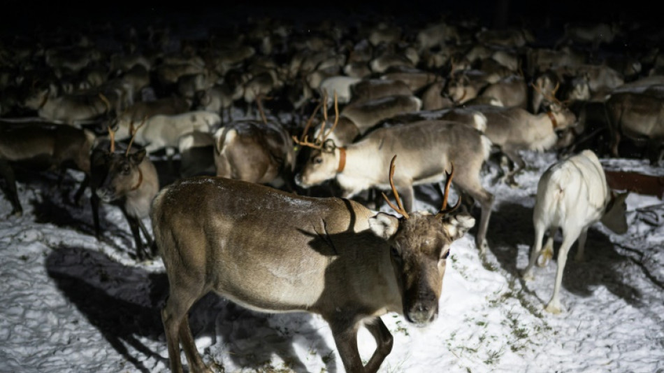 Dans l'Arctique finlandais, les éleveurs de rennes cohabitent difficilement avec l'armée