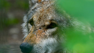 Bundestag entscheidet &uuml;ber Jagd auf den Wolf