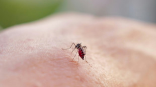 Chikungunya: les contaminations dans l'Hexagone grimpent encore, la vigilance reste de mise