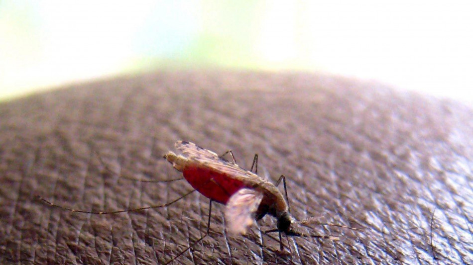 Scoperta una proteina che blocca il parassita della malaria