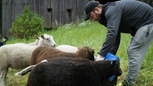 Vis ma vie de berger: en Finlande, un programme de vacances très populaire
