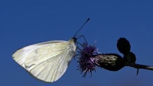 Butterflies seek new habitats as climate changes: study