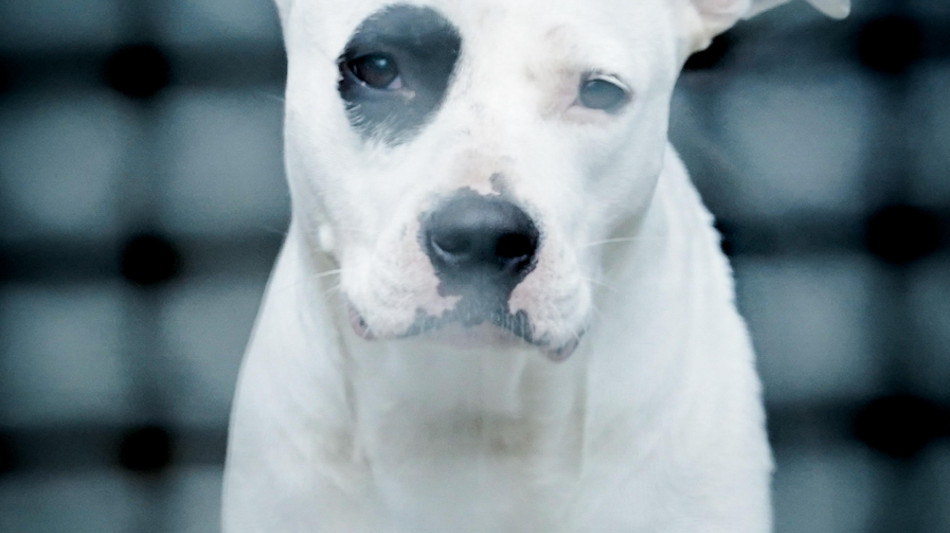 Consumerismo, da animali a bagagli le novità sui voli