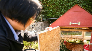 Louer une poule, nouvelle mode contre la flambée du prix des oeufs aux Etats-Unis