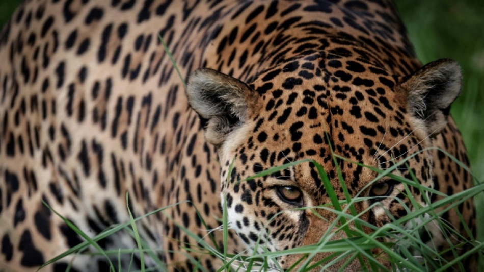 Studie: Klimabedingte Extremwetterereignisse bedrohen Lebensr&auml;ume von Landtieren