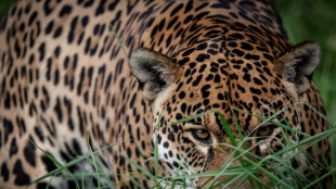 Studie: Klimabedingte Extremwetterereignisse bedrohen Lebensr&auml;ume von Landtieren