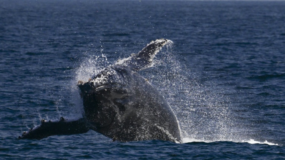 Entre Br&eacute;sil et Australie, l'exceptionnelle odyss&eacute;e de deux baleines