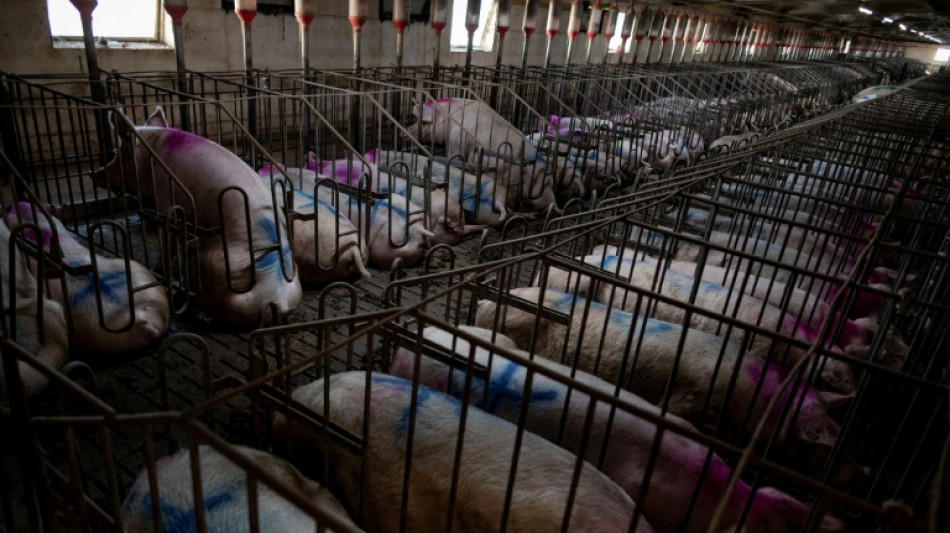 Los productores espa&ntilde;oles de cerdo, "muy preocupados" por el foco de peste porcina africana