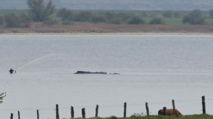Backhaus sieht Chance f&uuml;r hilflosen Wal und k&uuml;ndigt Kontrolle von Rettungsversuch an