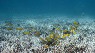 Les scientifiques craignent un nouvel &eacute;pisode de blanchissement du corail sous l'effet d'El Ni&ntilde;o