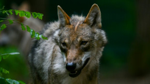 En Allemagne, le loup qui a mordu une femme a &eacute;t&eacute; rel&acirc;ch&eacute; dans la nature