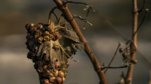 Sur les vignobles sinistrés par le feu, la ministre de l'Agriculture exprime "la solidarité nationale" 