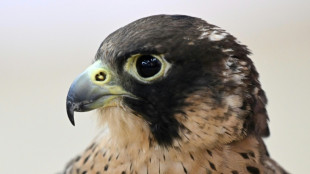 Baden-W&uuml;rttemberg: Falke fliegt durch Fenster in fahrenden Transporter und stirbt