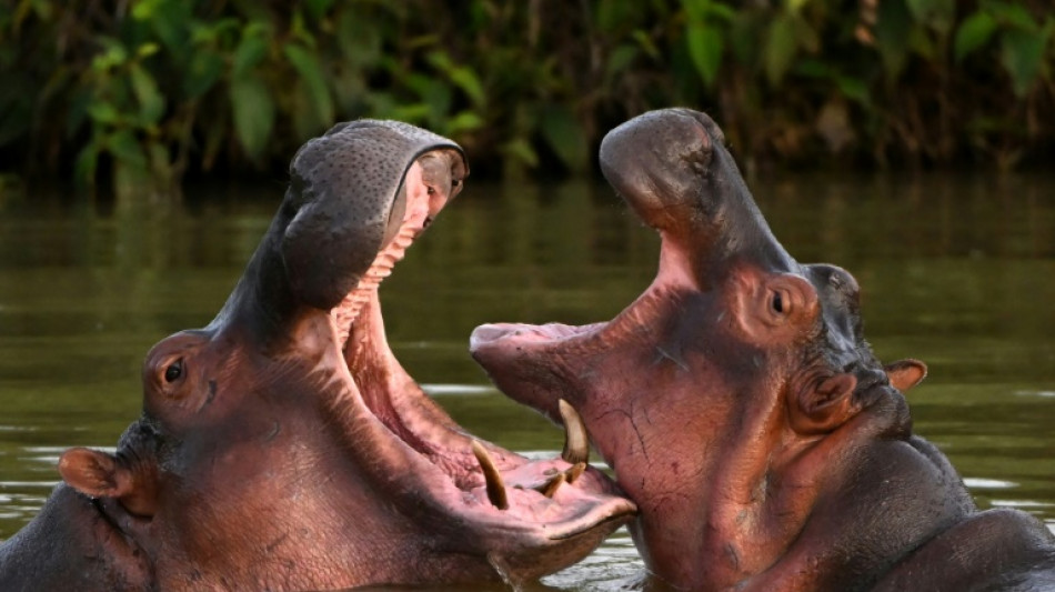 Indian billionaire's son offers home for Escobar's hippos
