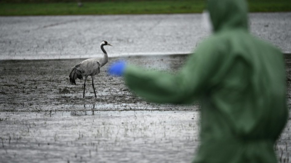 Loeffler-Institut: Bereits mehr als 500.000 Tiere wegen Vogelgrippe getötet
